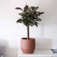 Ficus Melany