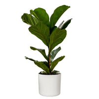 Ficus Lyrata Bambino