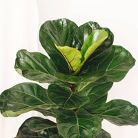 Ficus Lyrata Bambino