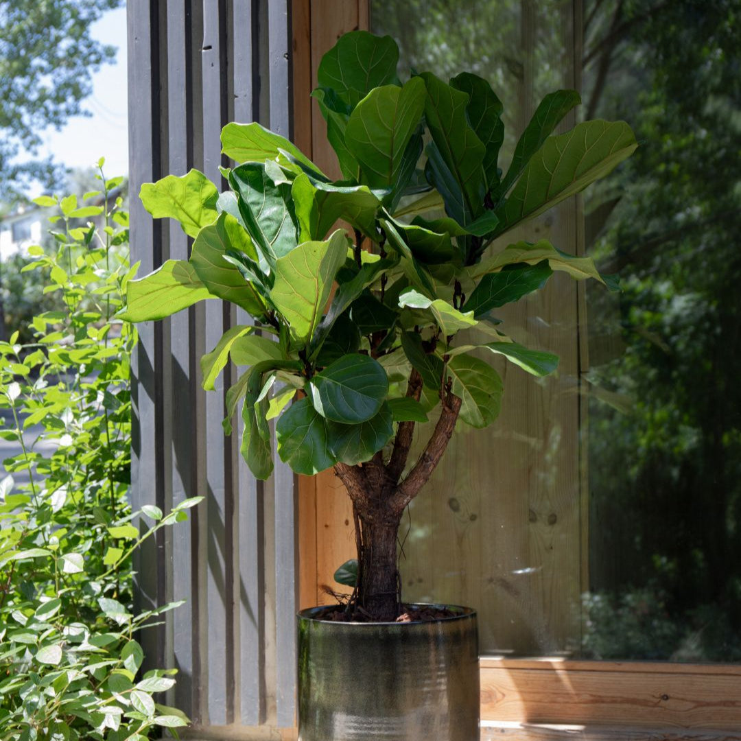 planta de interior ficus lyrata grande de grandes folhas em forma de violino em cor verde escuro em vaso jupiter da artevasi em ambiente exterior de sombra