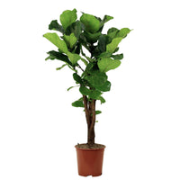 Ficus Lyrata