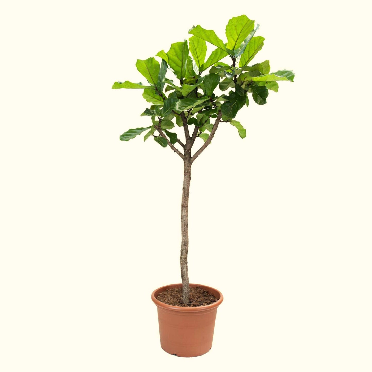 Ficus Lyrata