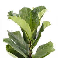 Ficus Lyrata