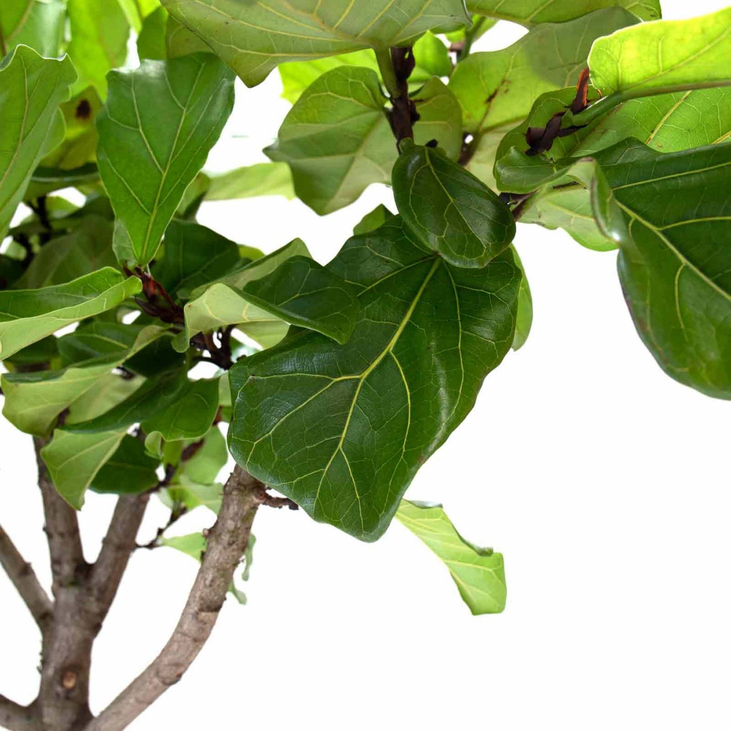 detalhe das folhas da planta de interior ficus lyrata de grandes folhas em forma de violina em cor verde escuro