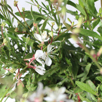 Gaura