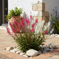 Gaura rosa em canteiro num terraço