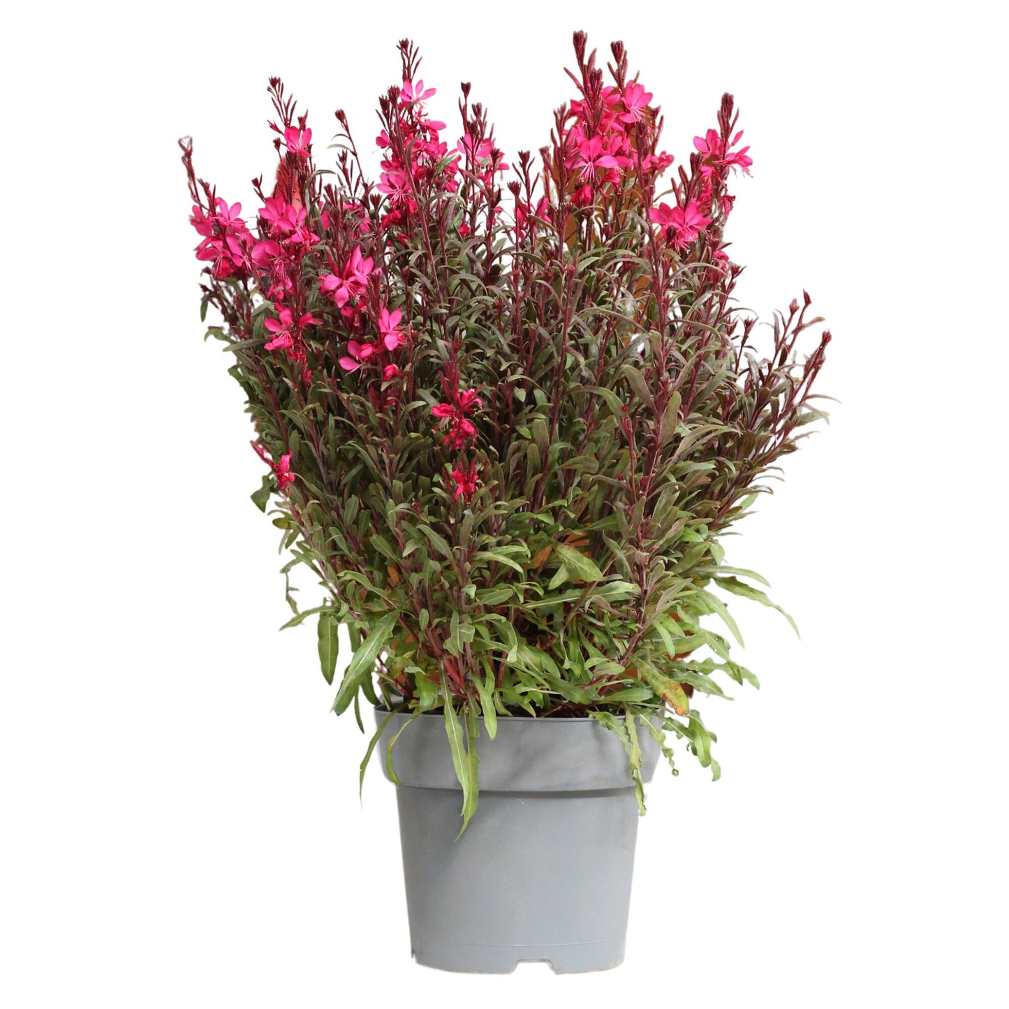 Gaura