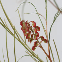 Grevillea Johnsonii | Grevillea