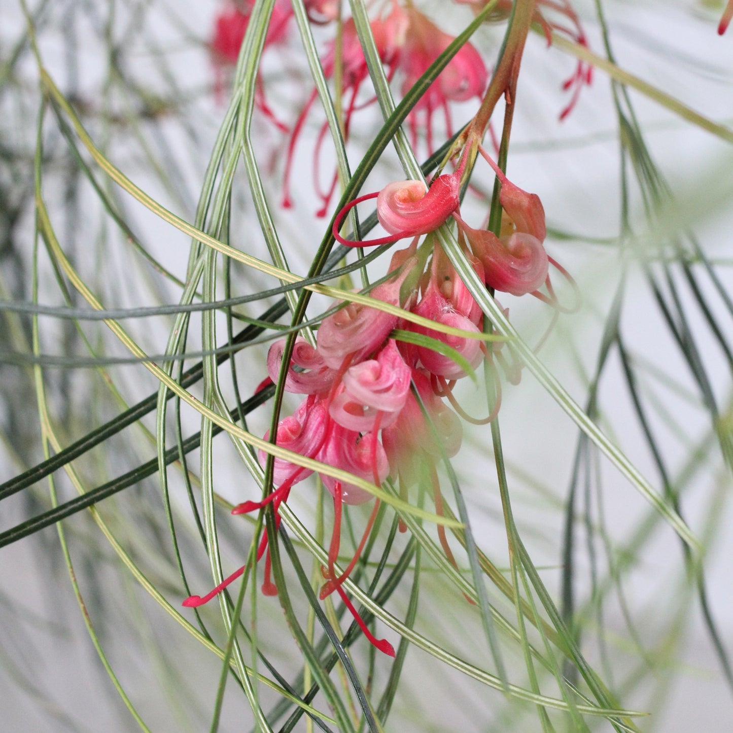 Grevillea Johnsonii | Grevillea