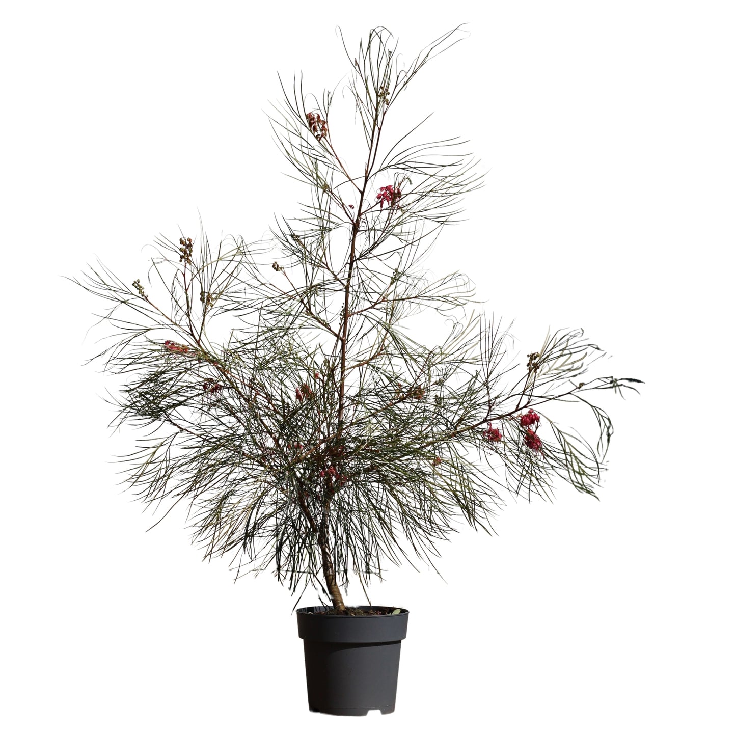 Grevillea Johnsonii | Grevillea