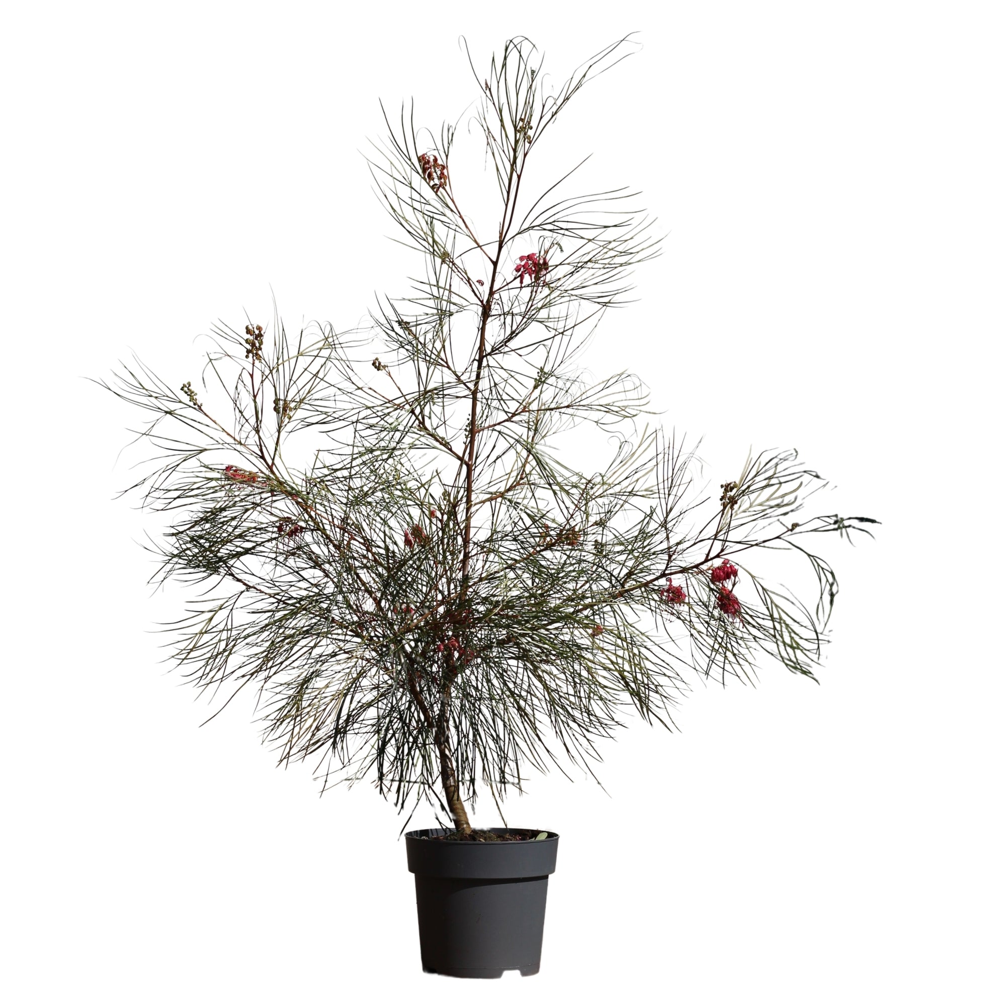 Grevillea Johnsonii | Grevílea