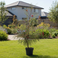 Grevillea Johnsonii | Grevillea