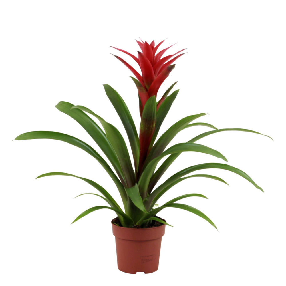 Broméliacée Rouge