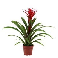 Red Bromeliad