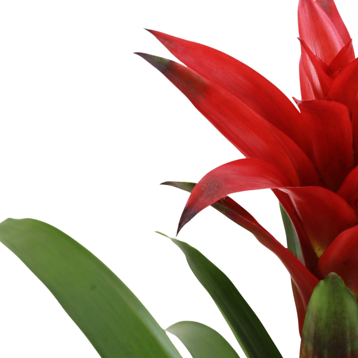 Red Bromeliad