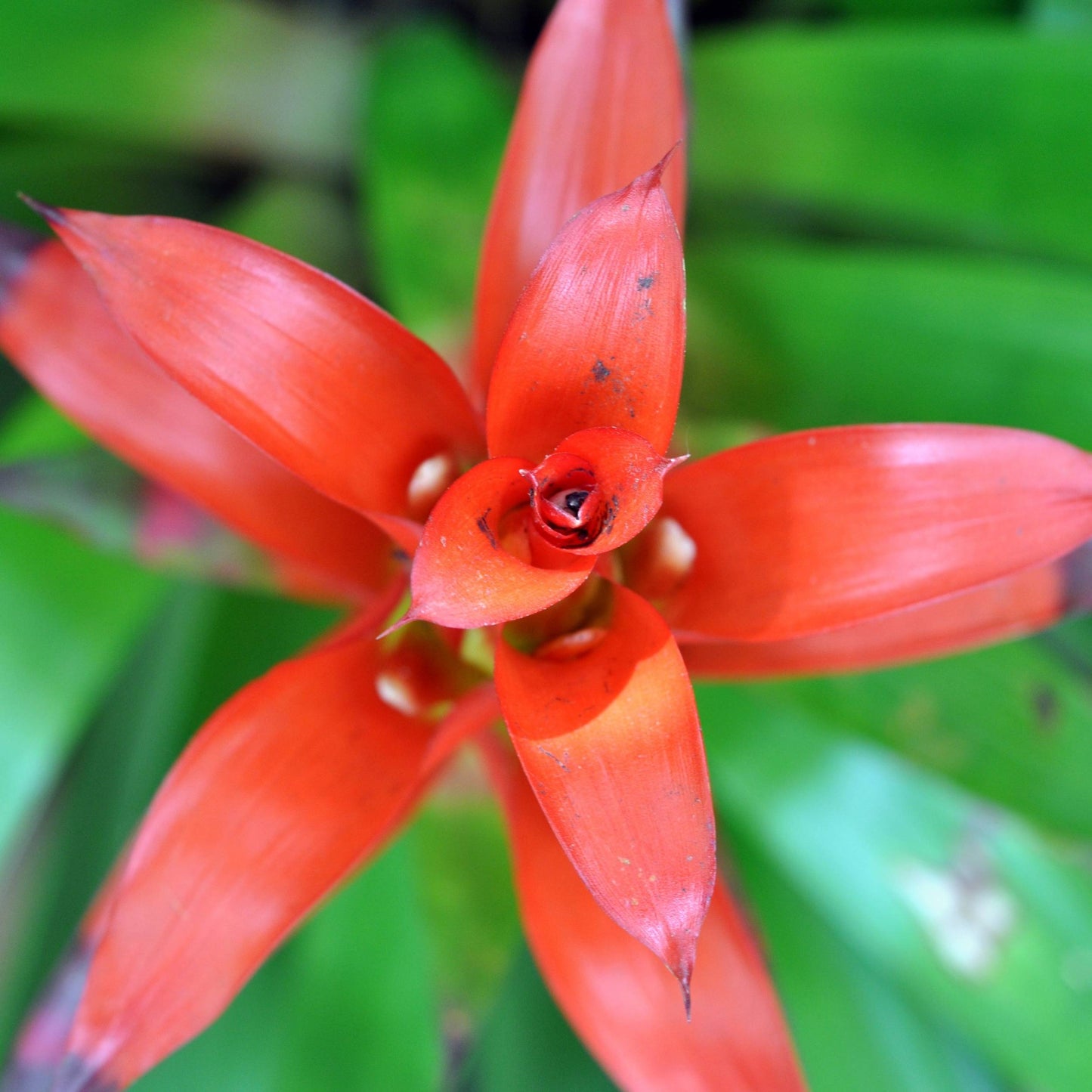 Red Bromeliad