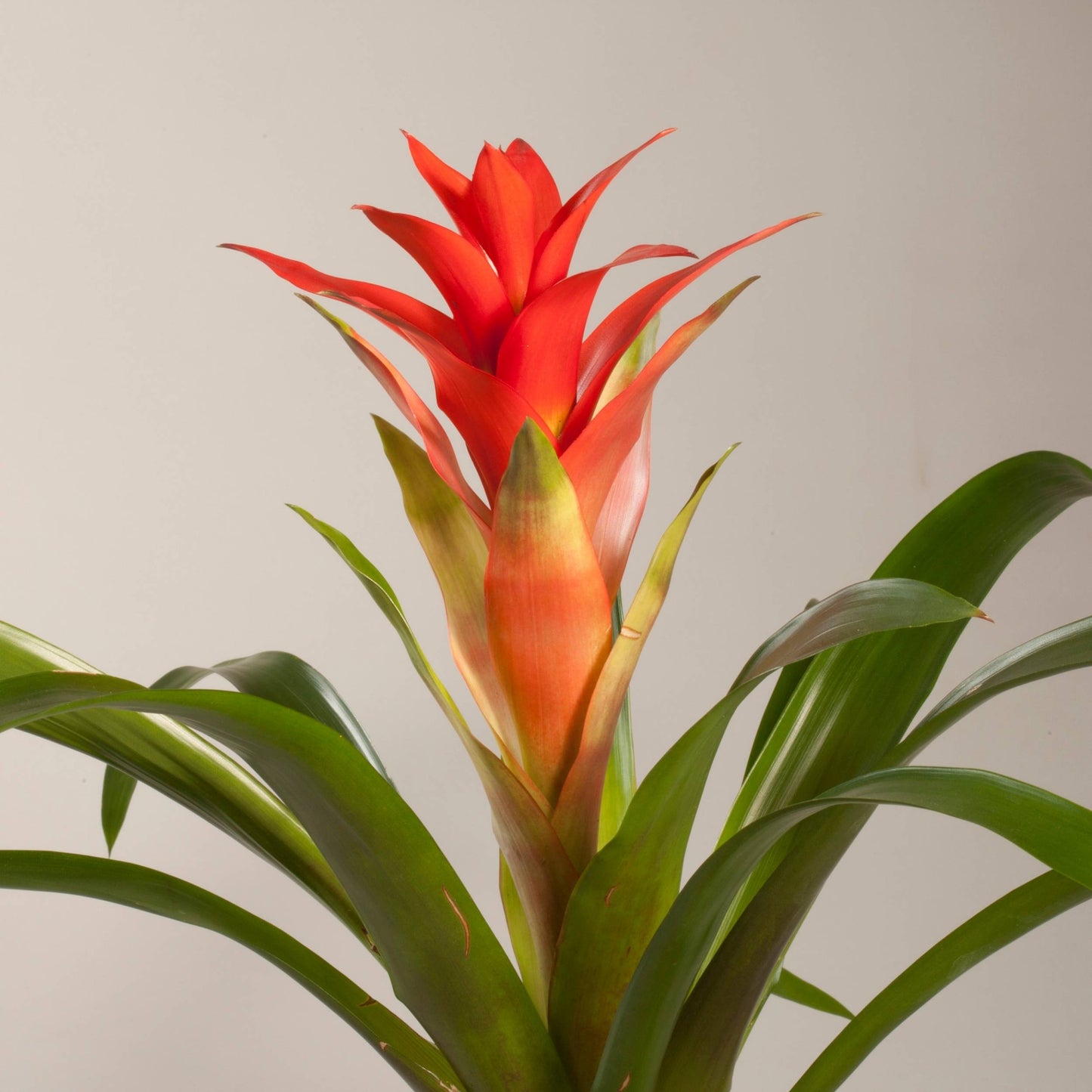 Red Bromeliad