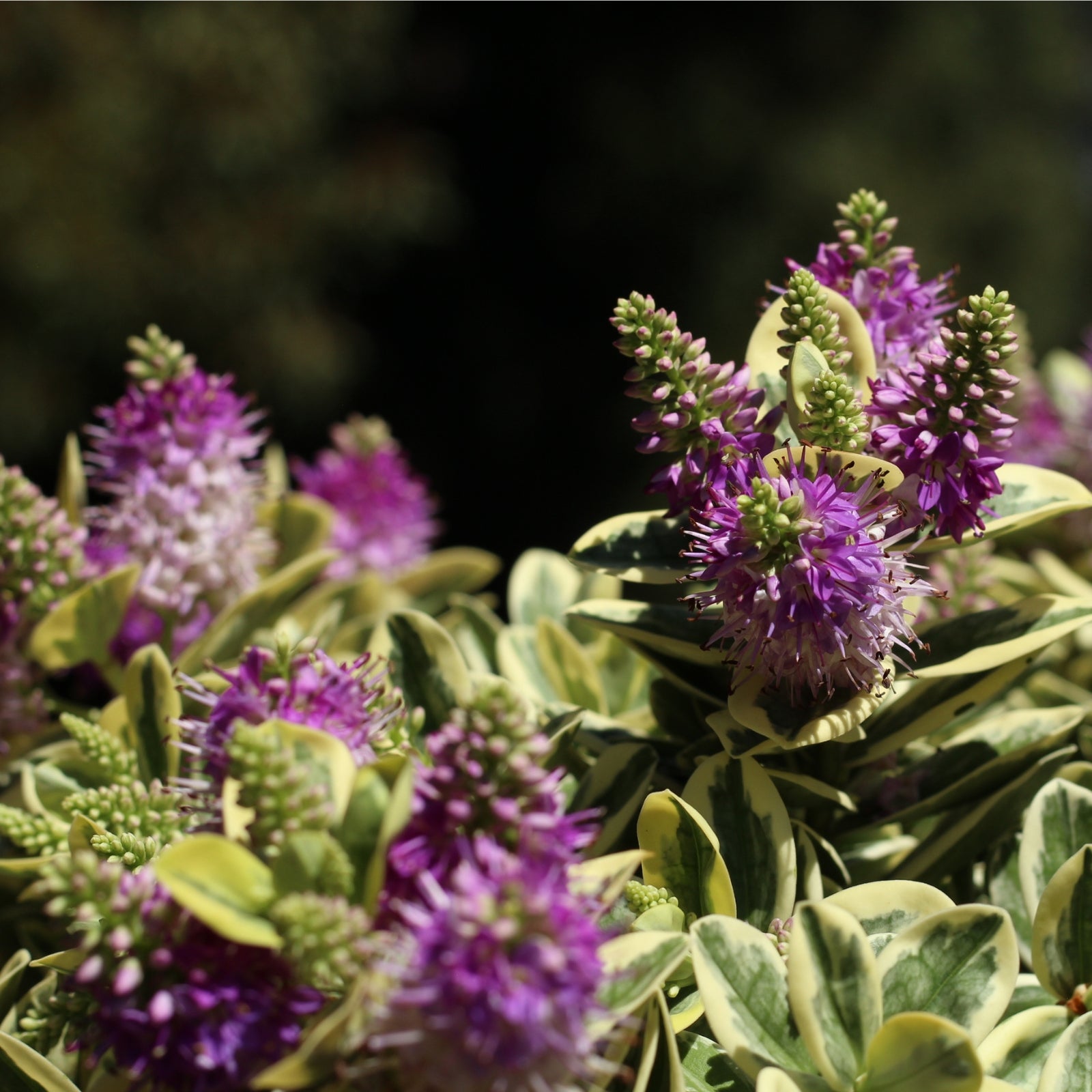 Hebe Variegata with variegated green and cream foliage, featuring delicate purple flowers, perfect for gardens and outdoor spaces.