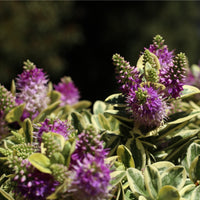 Hebe Variegata with variegated green and cream foliage, featuring delicate purple flowers, perfect for gardens and outdoor spaces.