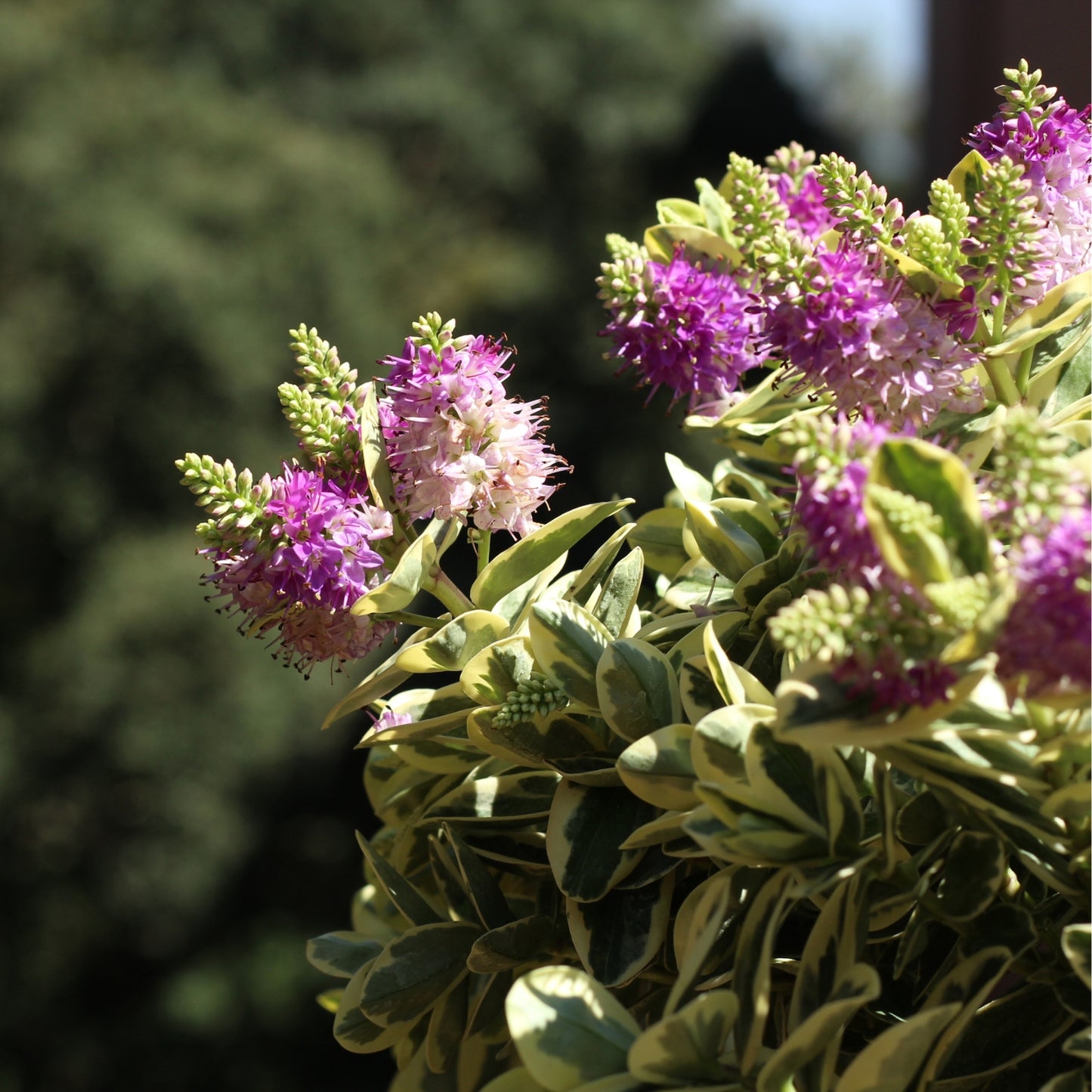 Hebe Variegata with lilac flowers and variegated green and cream leaves, perfect for gardens and outdoor pots.