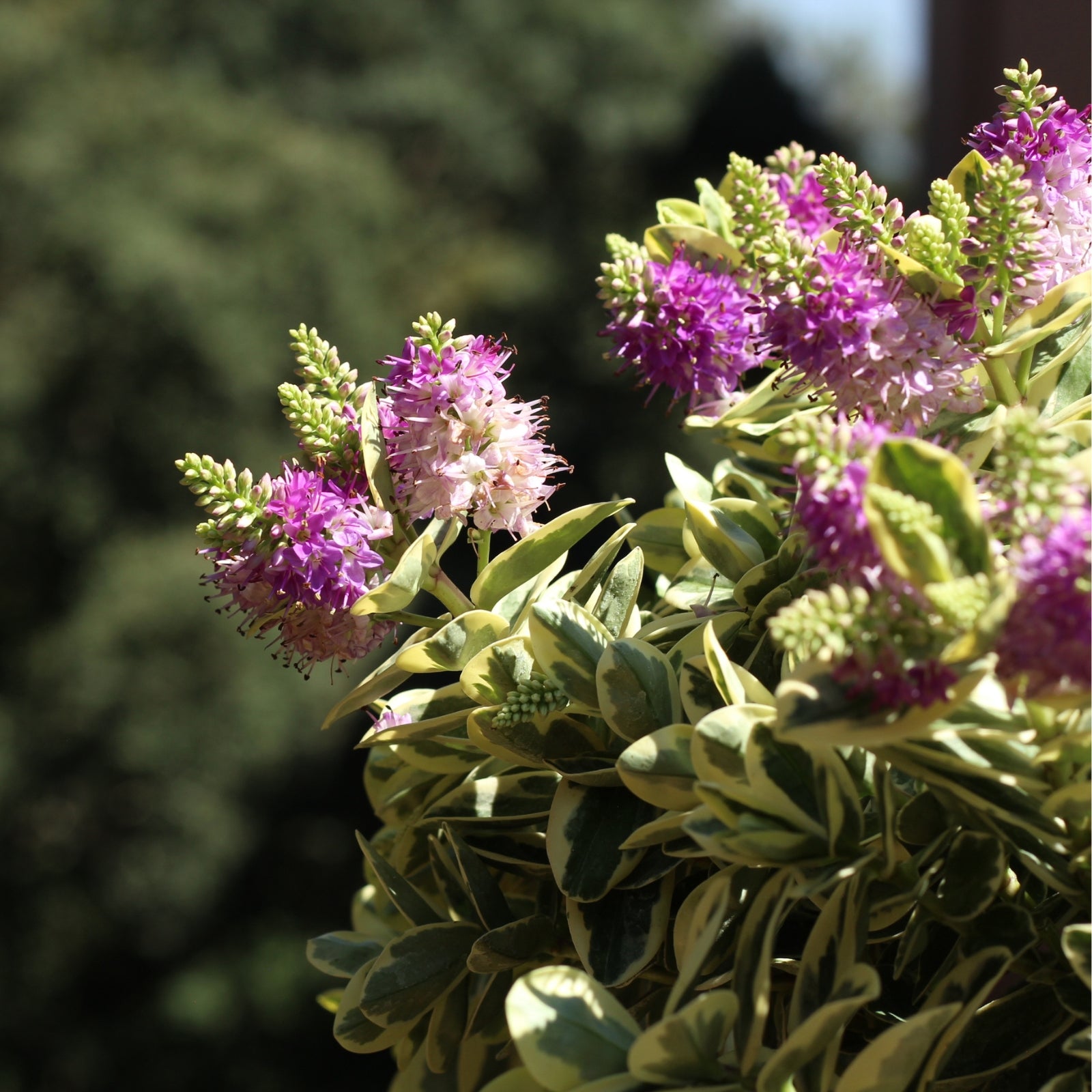 Hebe Variegata with lilac flowers and variegated green and cream leaves, perfect for gardens and outdoor pots.