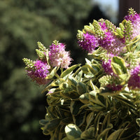 Hebe Variegata with lilac flowers and variegated green and cream leaves, perfect for gardens and outdoor pots.
