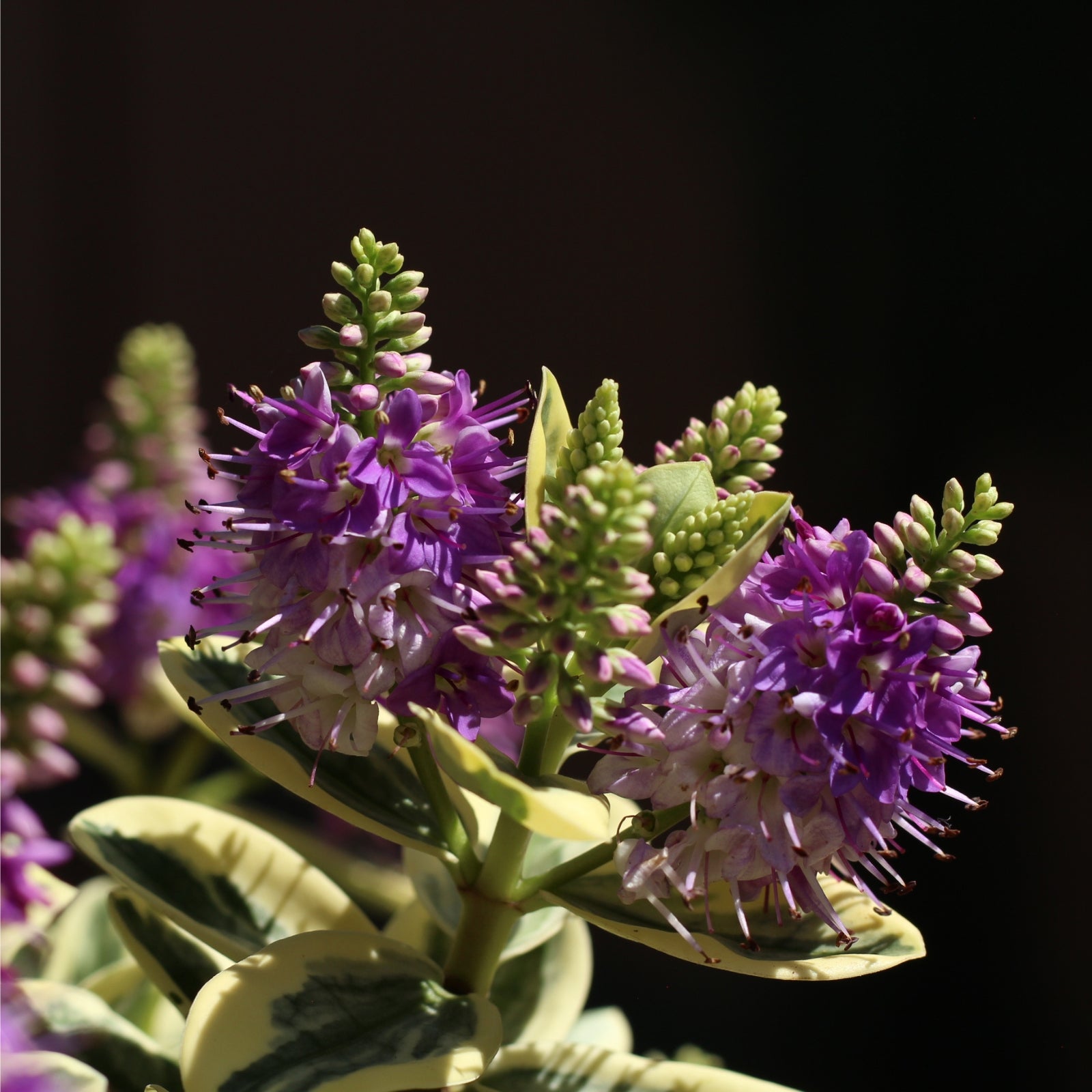 Hebe variegata flowers with lilac petals on a variegated shrub, perfect for exterior gardens and decorative pots.