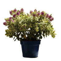 Hebe Variegata plant in pot, featuring variegated green and cream leaves and delicate lilac flowers for outdoor gardens.