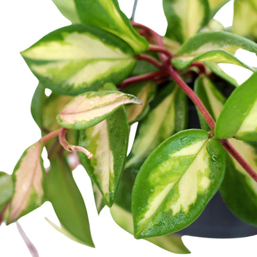 Hoya Tricolor Wax Flower