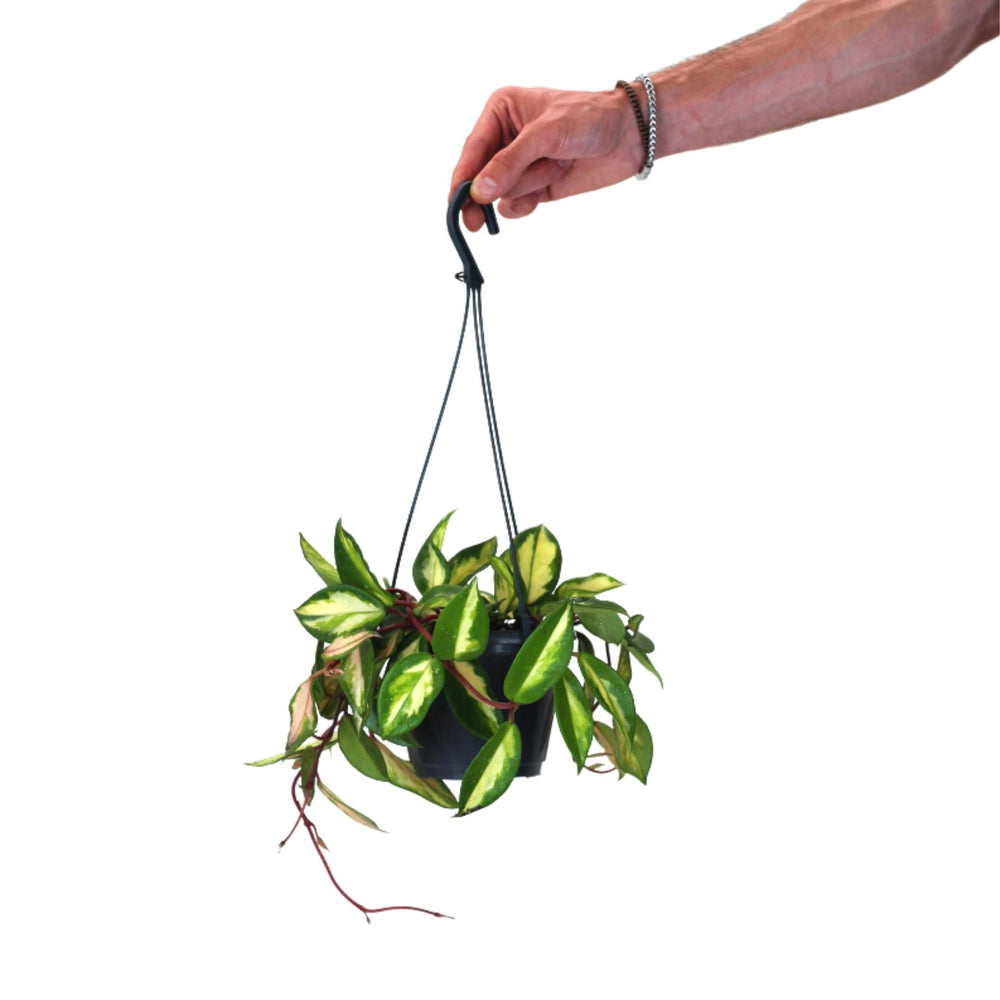 Hoya Tricolor Wax Plant