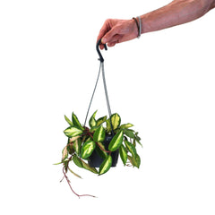 Hoya Flor de Cera Tricolor