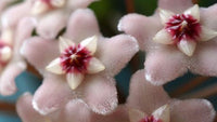 Hoya Flor de Cera Tricolor