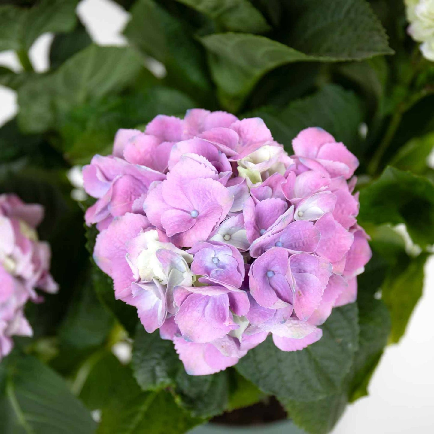 Hortensia Lavanda