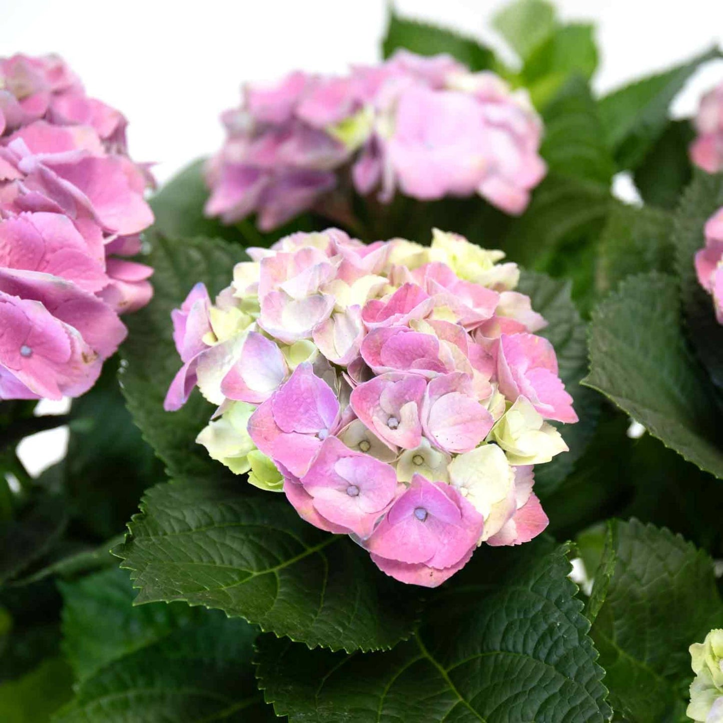 Hortensia Lavanda