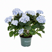 Hortensia