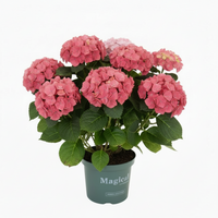 Hortensia