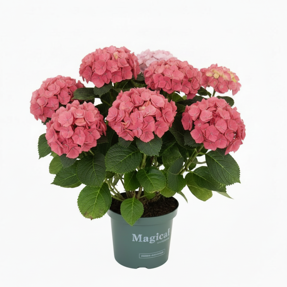 Hortênsia | Hydrangea