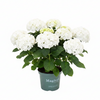 Hortensia