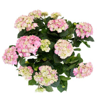 Pink Hydrangea