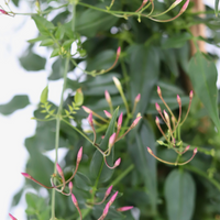 detalhes da flor da planta de exterior jasmim de folhagem verde intenso em vaso de produção