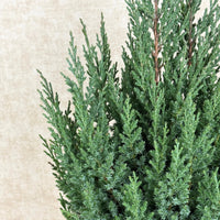 Chinese Juniperus Stricta