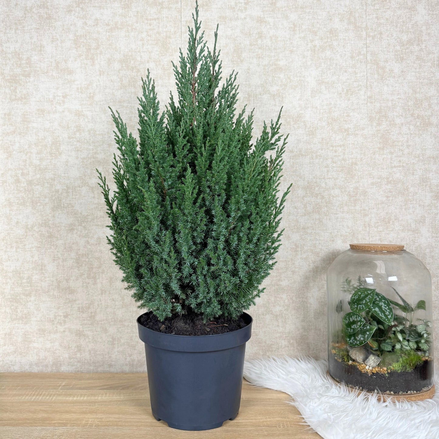 Chinese Juniperus Stricta