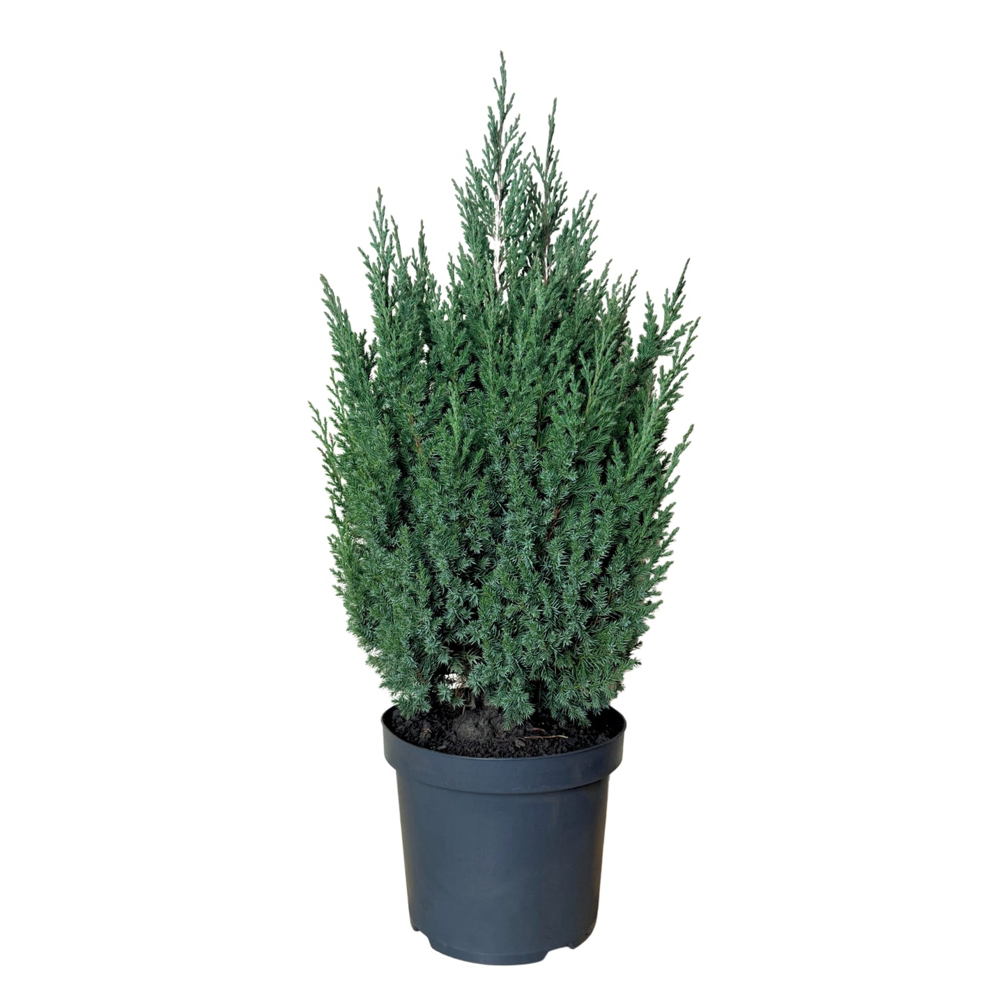 Chinese Juniperus Stricta