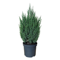 Chinese Juniperus Stricta