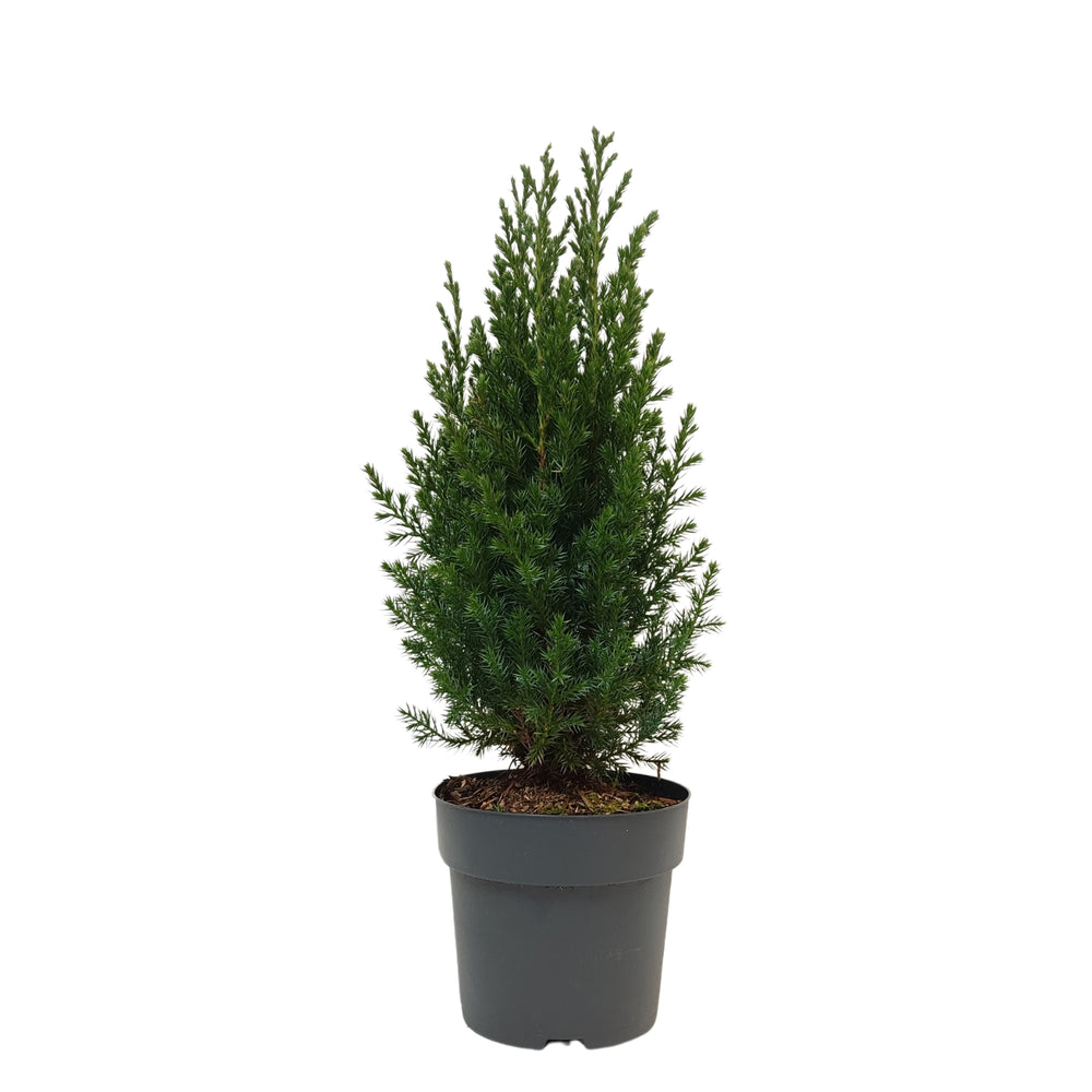 Juniperus Da China Stricta