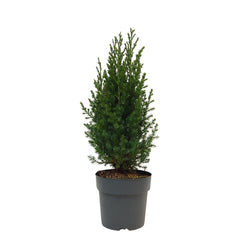 Juniperus Da China Stricta