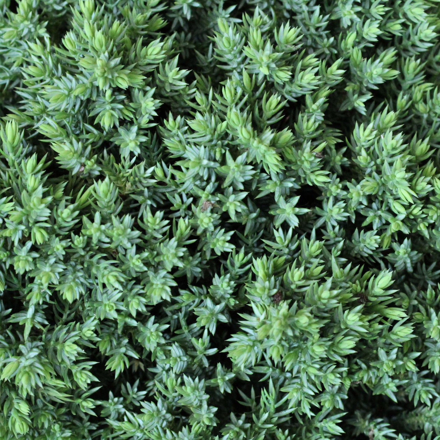 Juniperus Squamata Holger