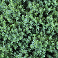 Juniperus Squamata Holger