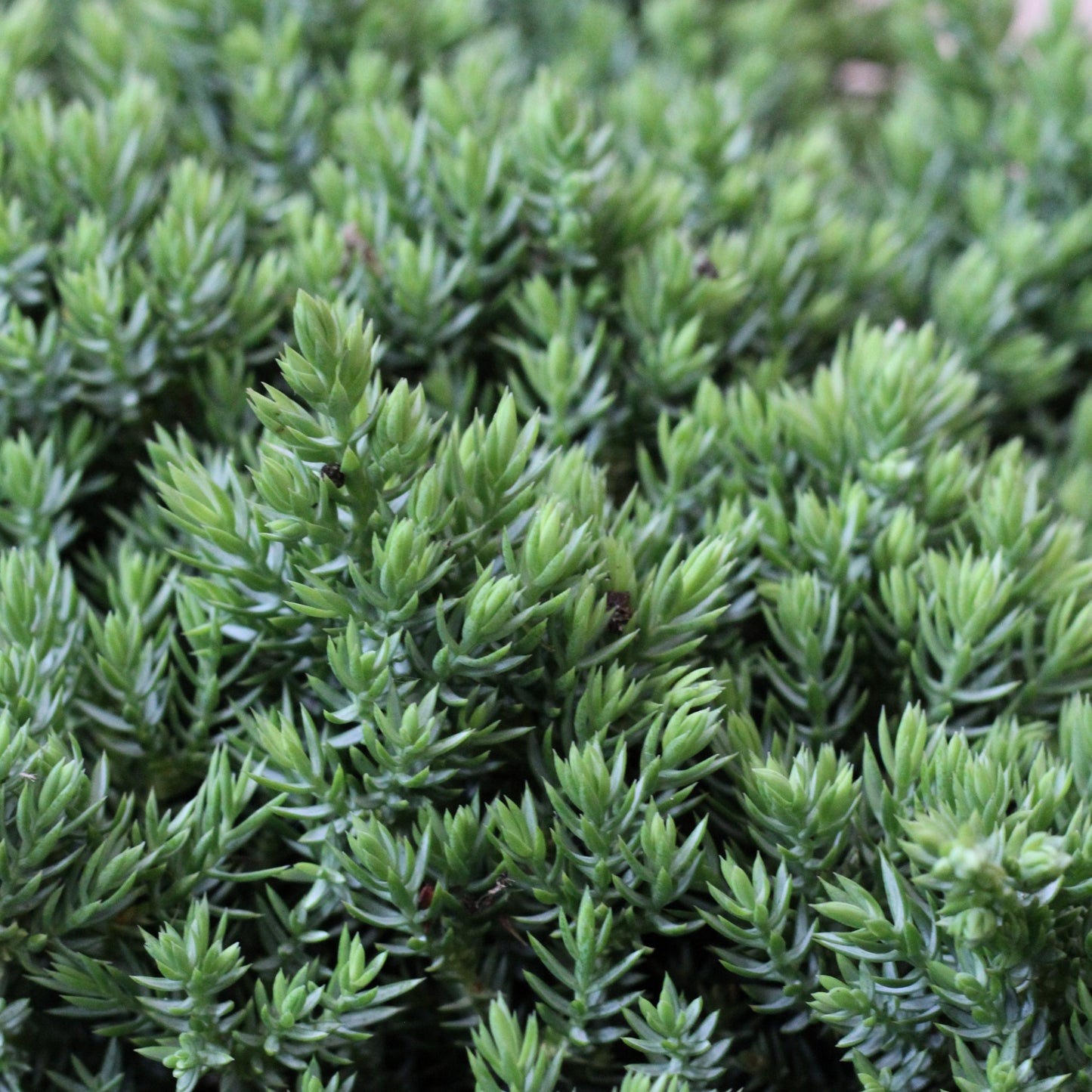 Juniperus Squamata Holger