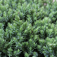 Juniperus Squamata Holger